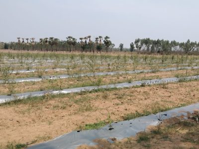 Regalla Agro Forestry Kashmeeri Red gols apple ber — 2026 07 15 at 4.11.45 PM